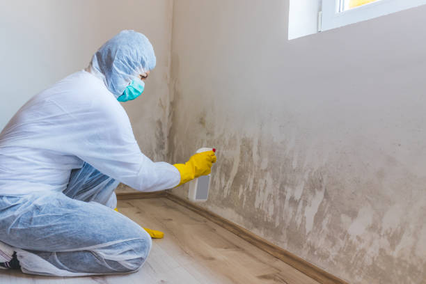Licensed Commercial Mold Remediation service in Elmwood Park, NJ - WQB Mold Removal